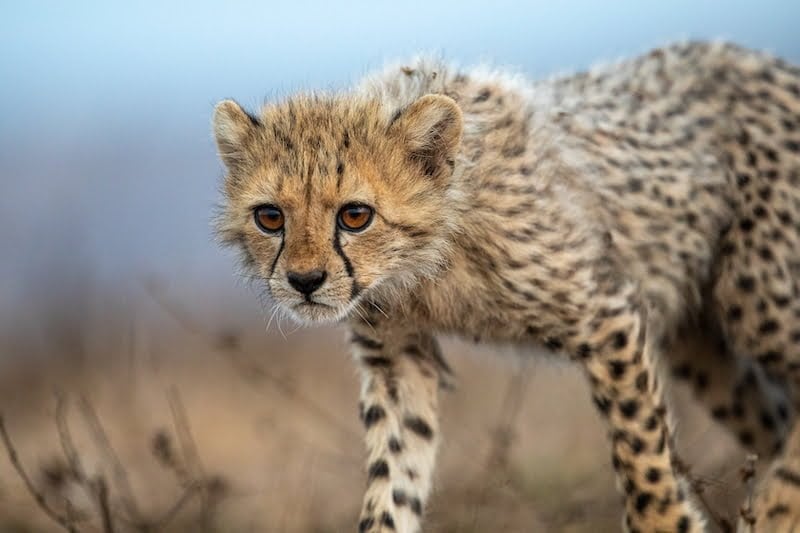 South Africa