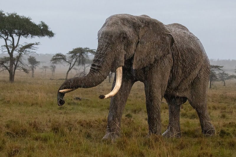 Kenya