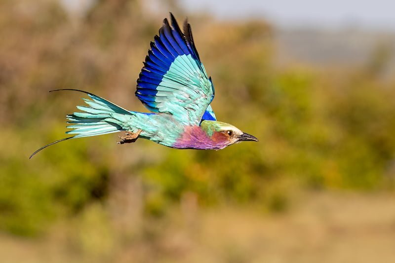 Kenya