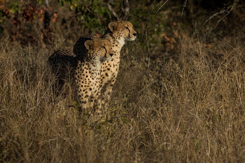 Greater Kruger