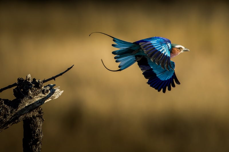 Greater Kruger