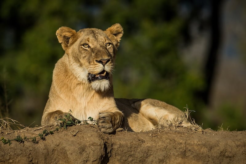 Greater Kruger