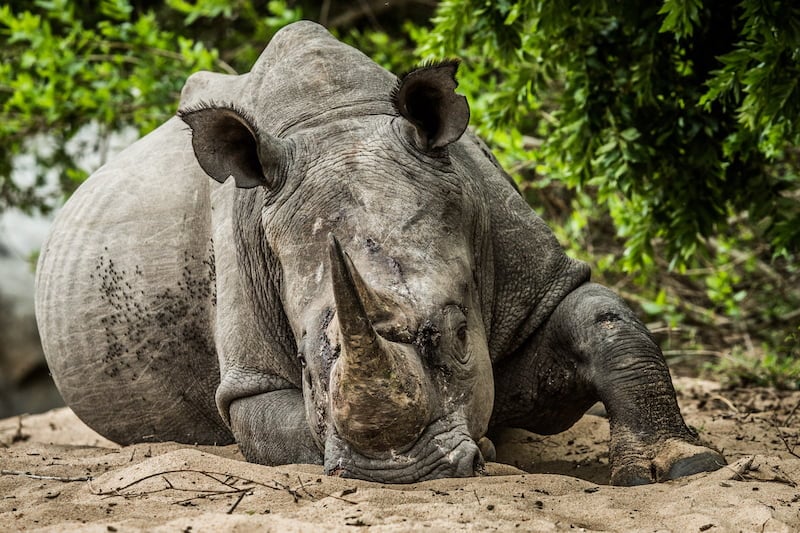 Greater Kruger