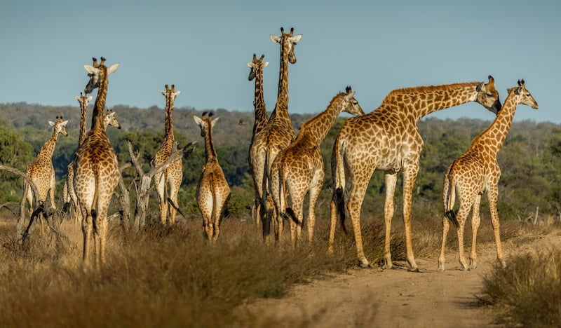 Greater Kruger