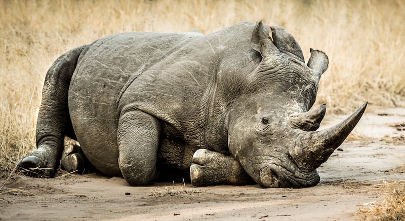 Greater Kruger