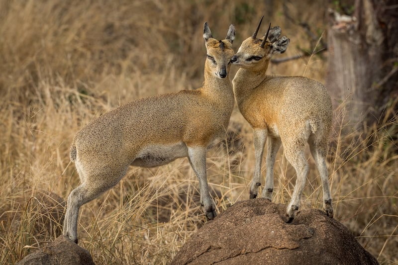 Greater Kruger