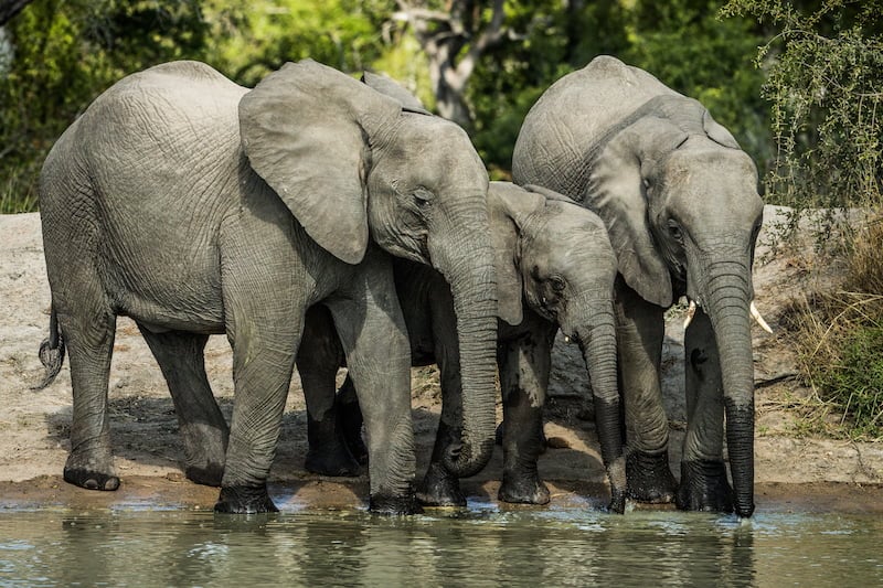 Greater Kruger