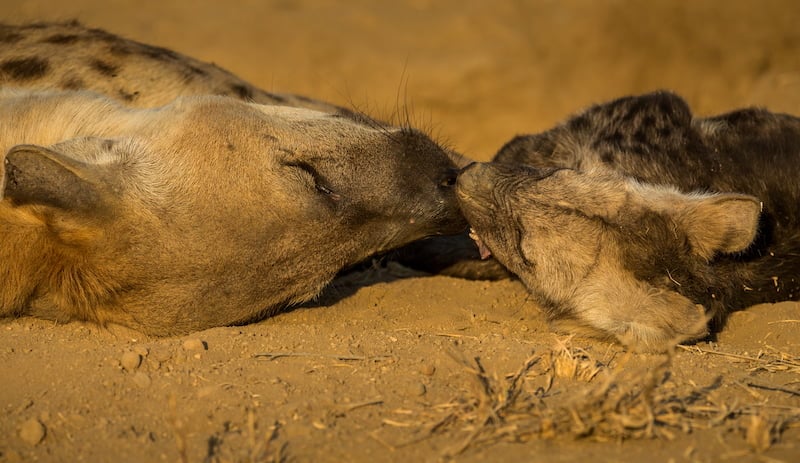 Greater Kruger