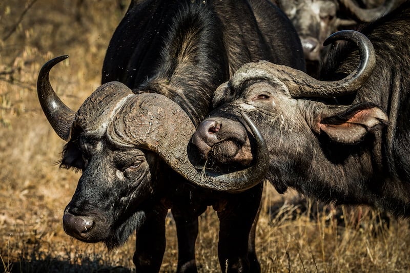 Greater Kruger