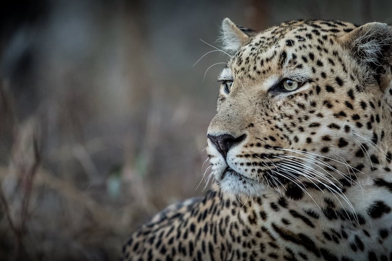 Greater Kruger