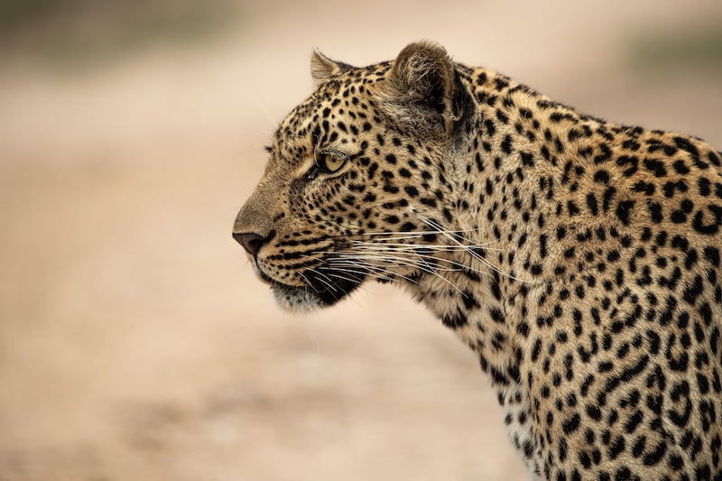 Greater Kruger