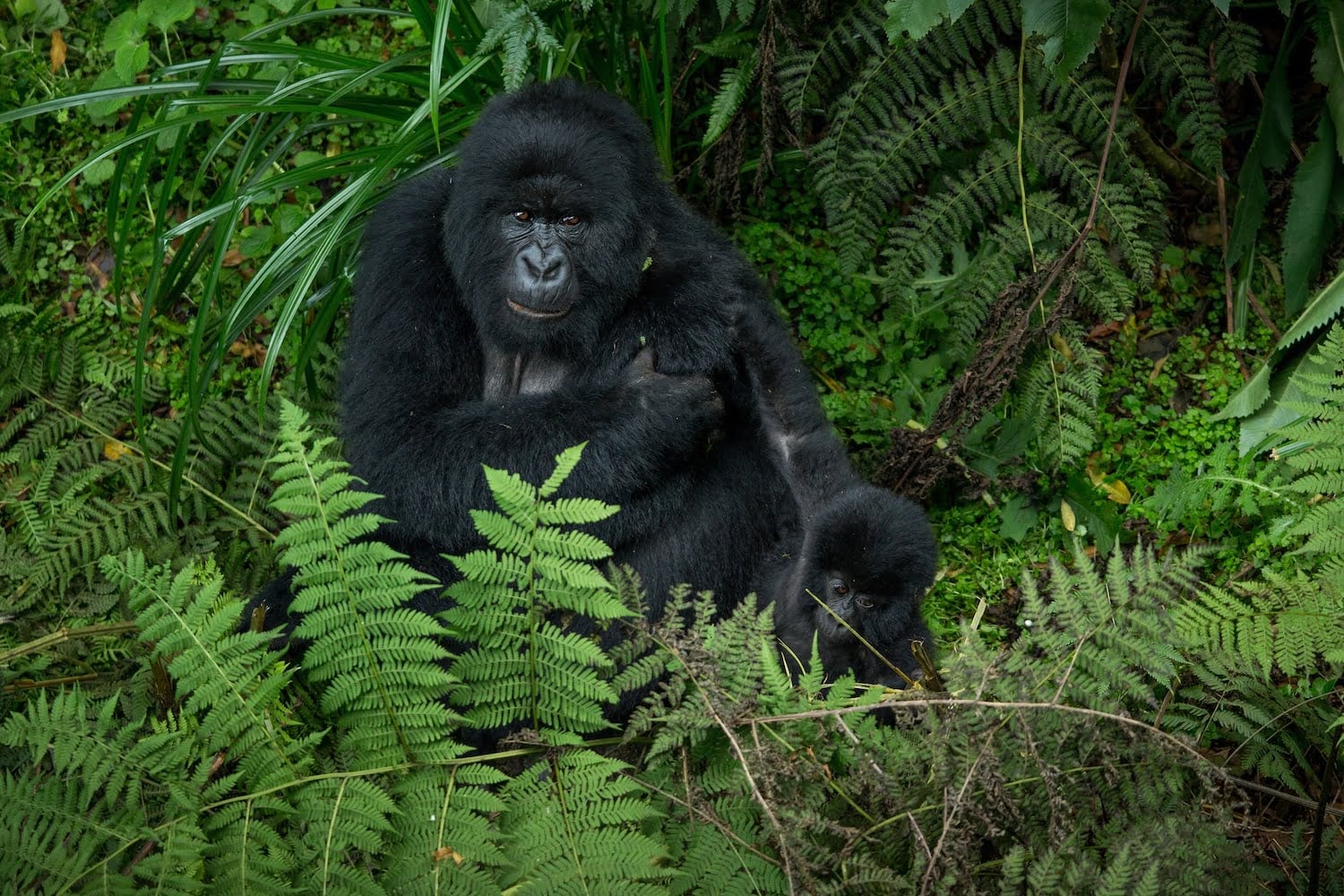 Rwanda