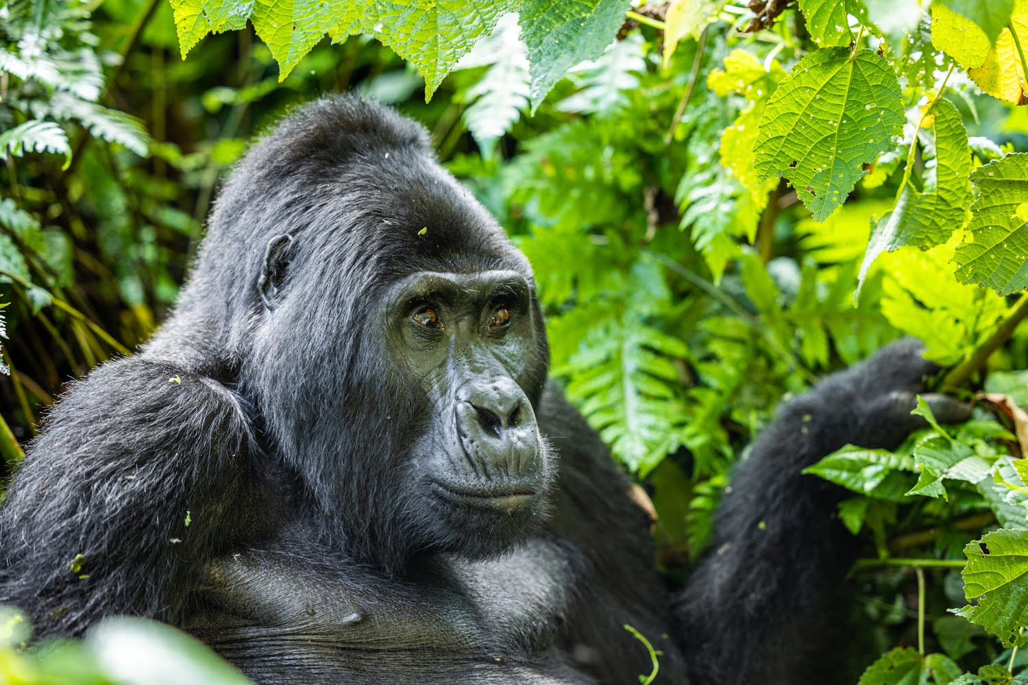 Gorilla Safaris