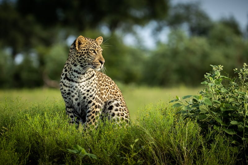 Greater Kruger