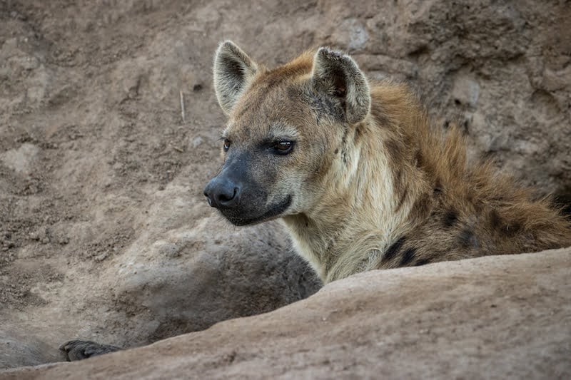 Greater Kruger
