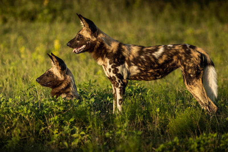 Greater Kruger