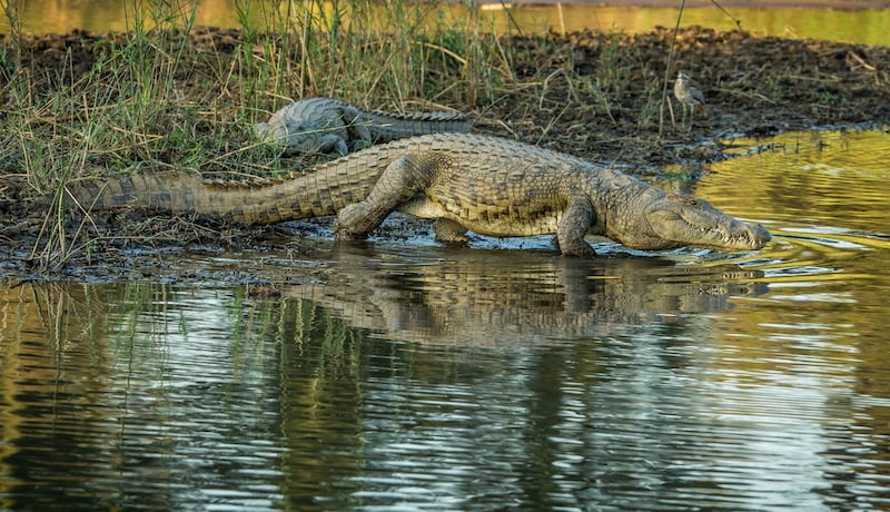 Greater Kruger