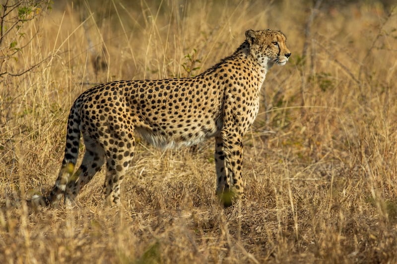 Greater Kruger