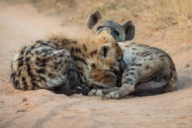 Greater Kruger