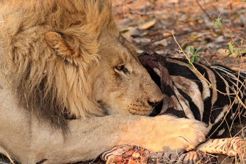 Okavango Delta