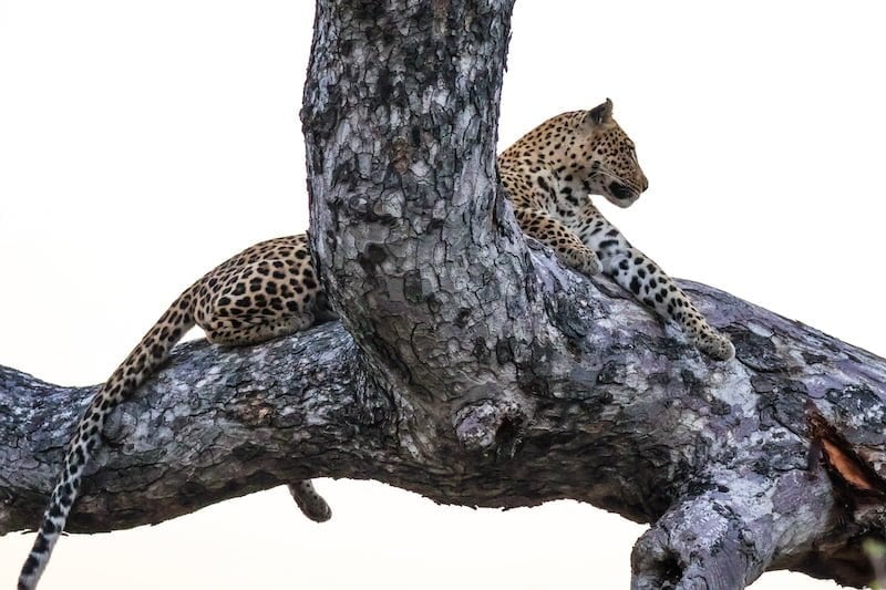 Okavango Delta