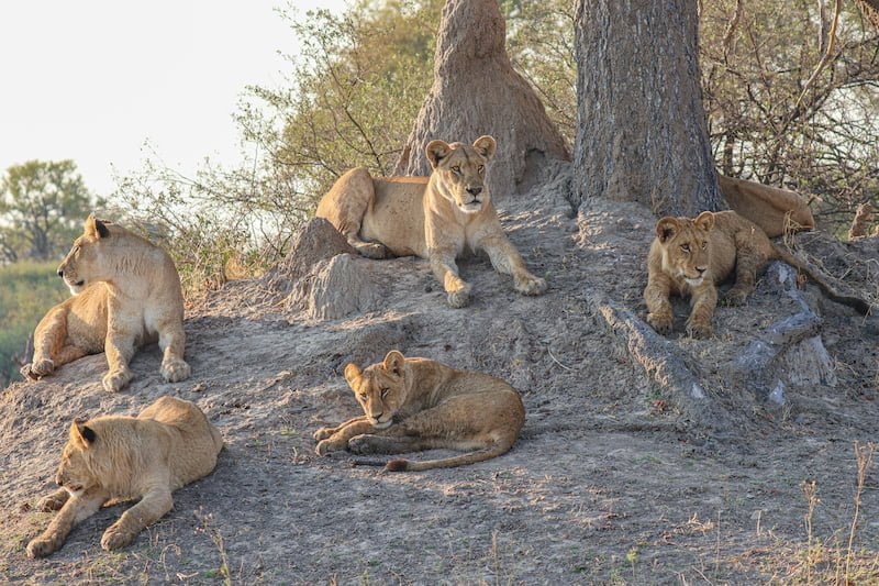 Okavango Delta