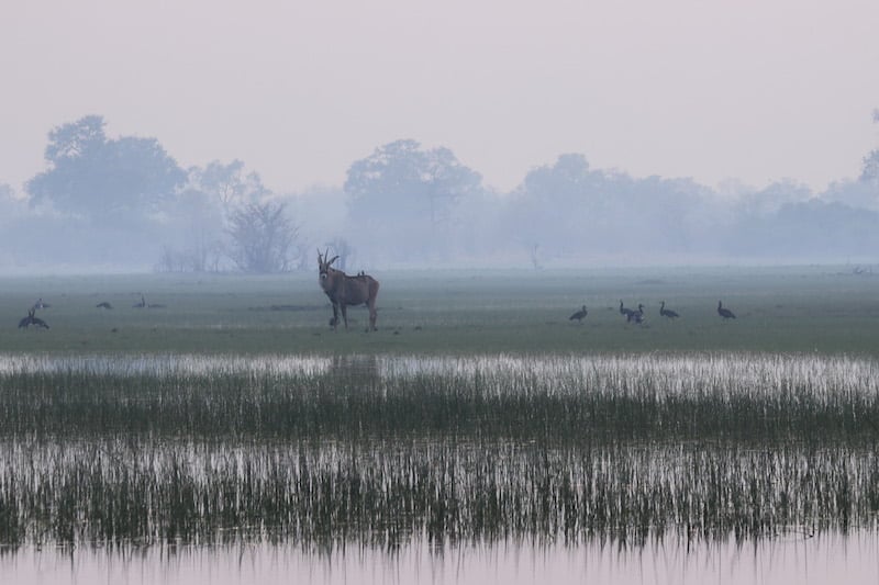 Okavango Delta