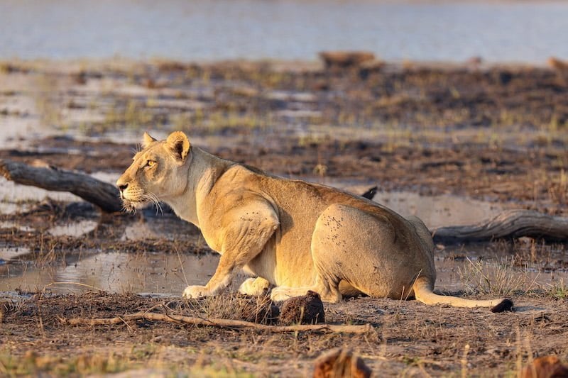 Okavango Delta