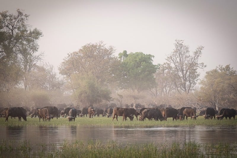 Okavango Delta