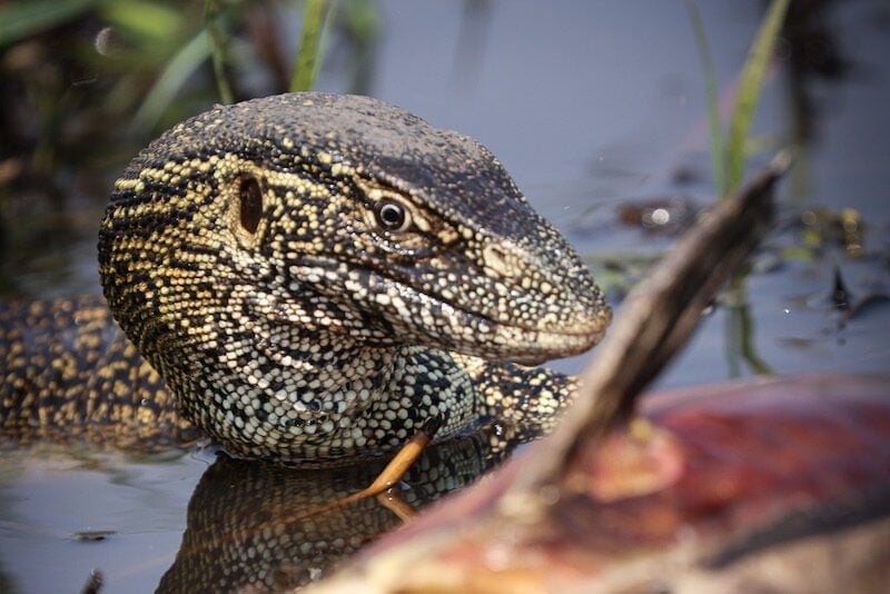 Okavango Delta