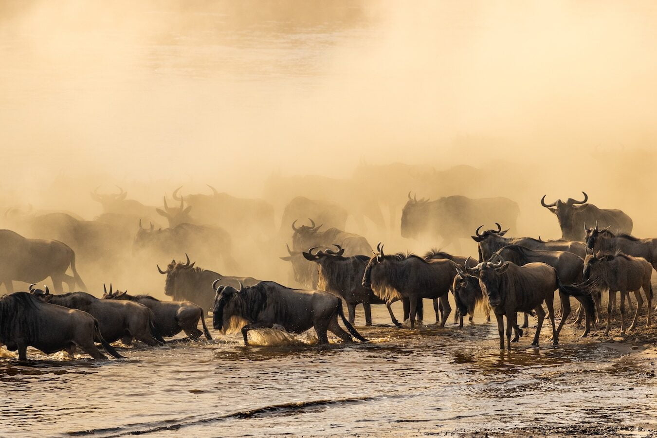 Migration Safaris