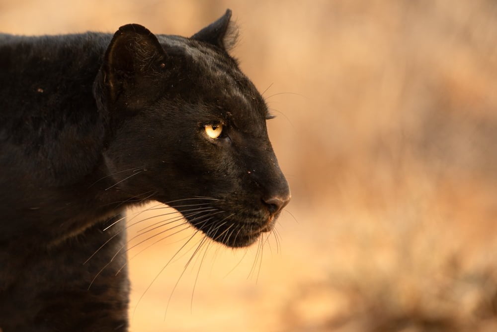 LAIKIPIA WILDERNESS CAMP