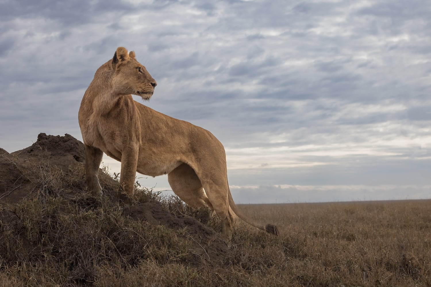 Tanzania