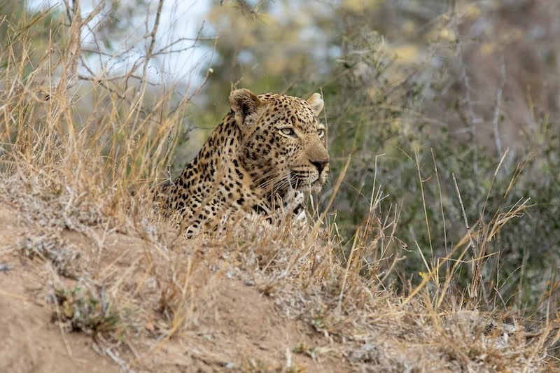 South Africa