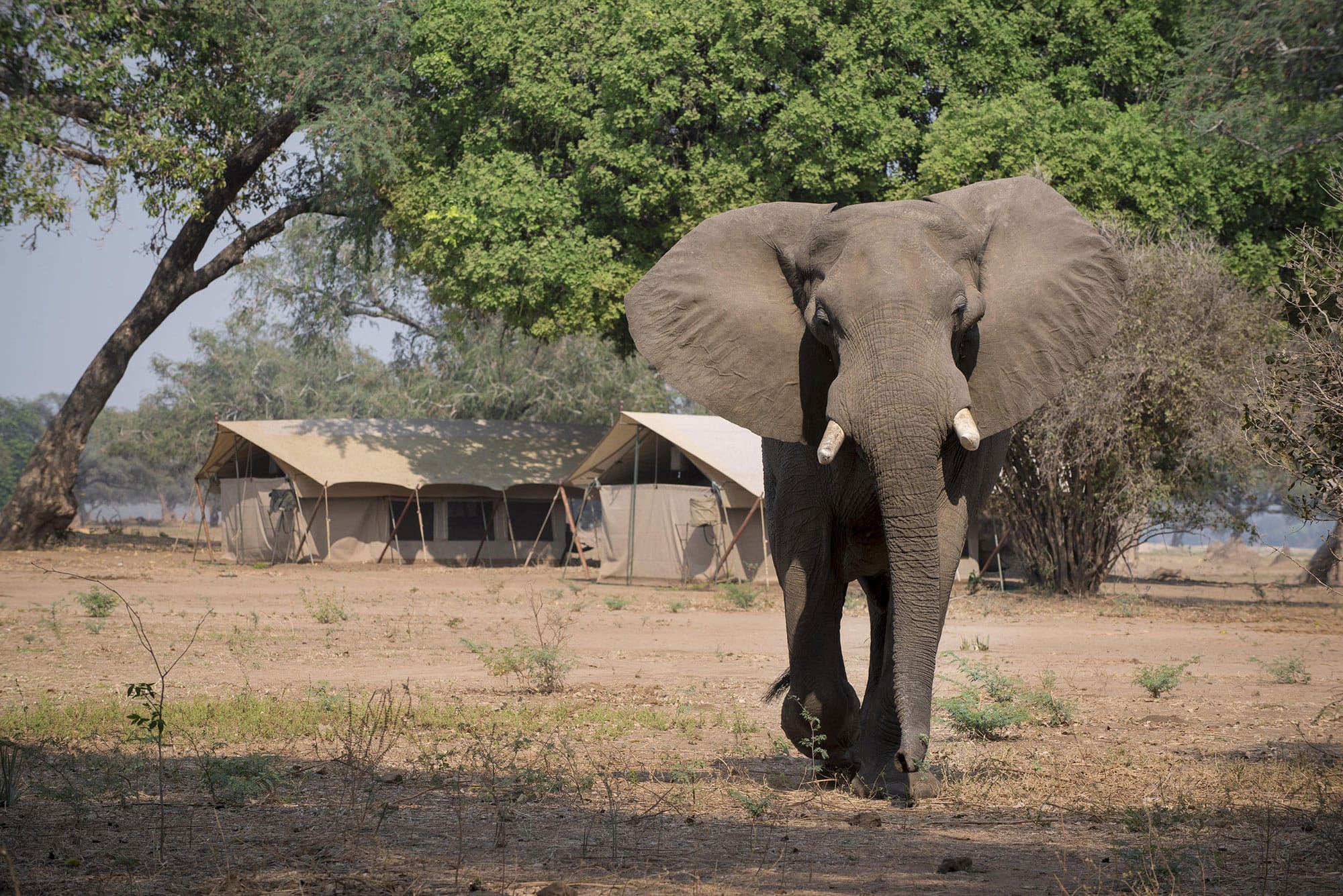 Zambezi Expeditions