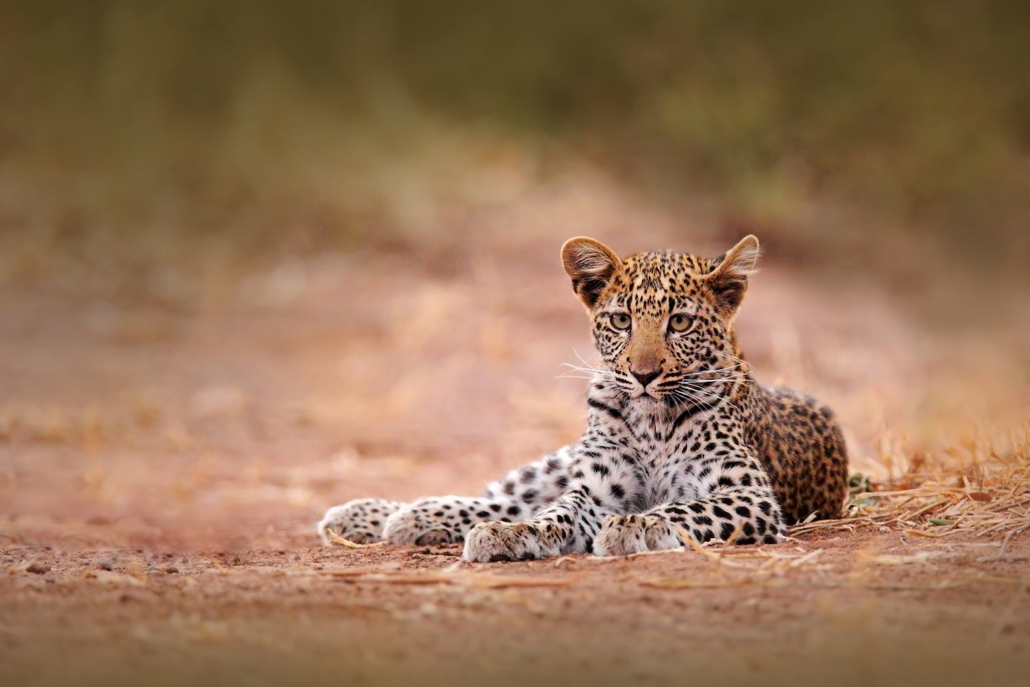 Hwange