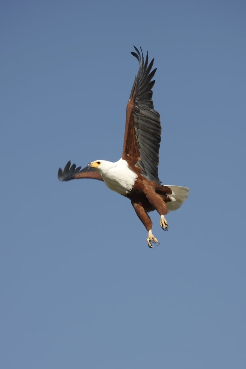 Chobe