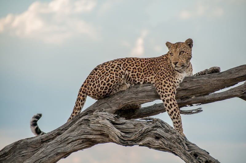 Chobe