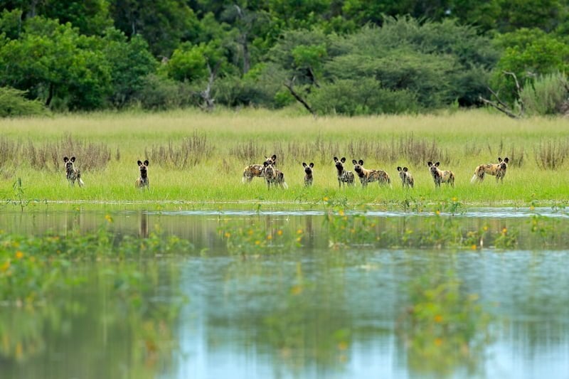 Okavango Delta