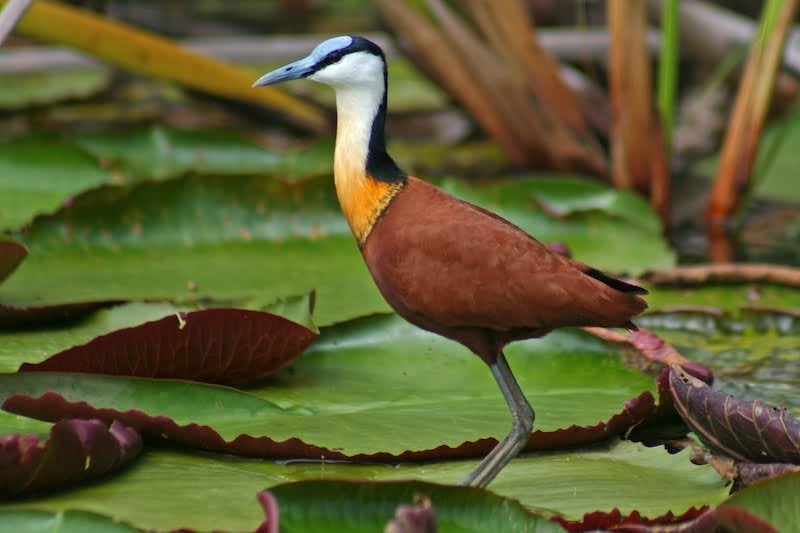 Chobe