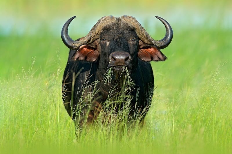 Chobe