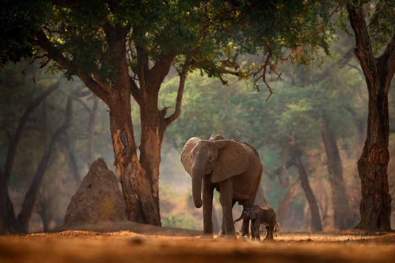 Zimbabwe