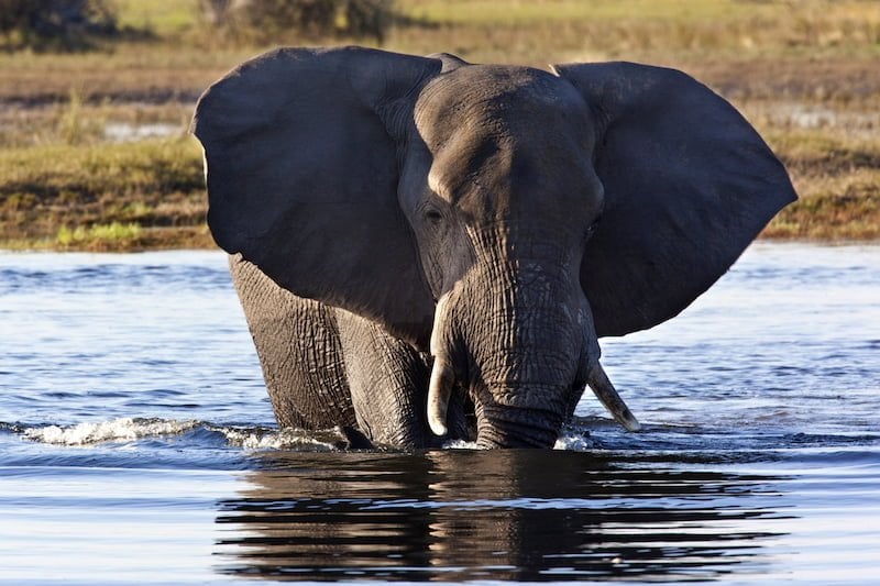 Okavango Delta