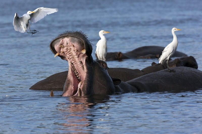 Chobe