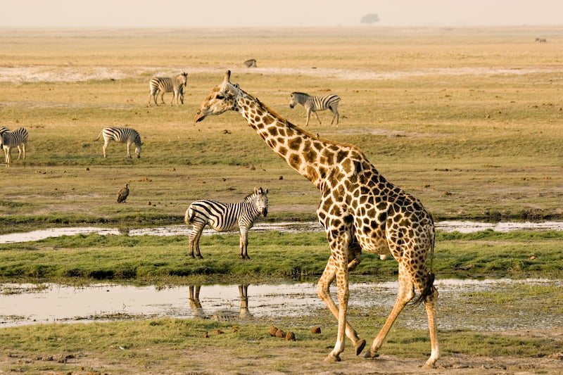 Chobe