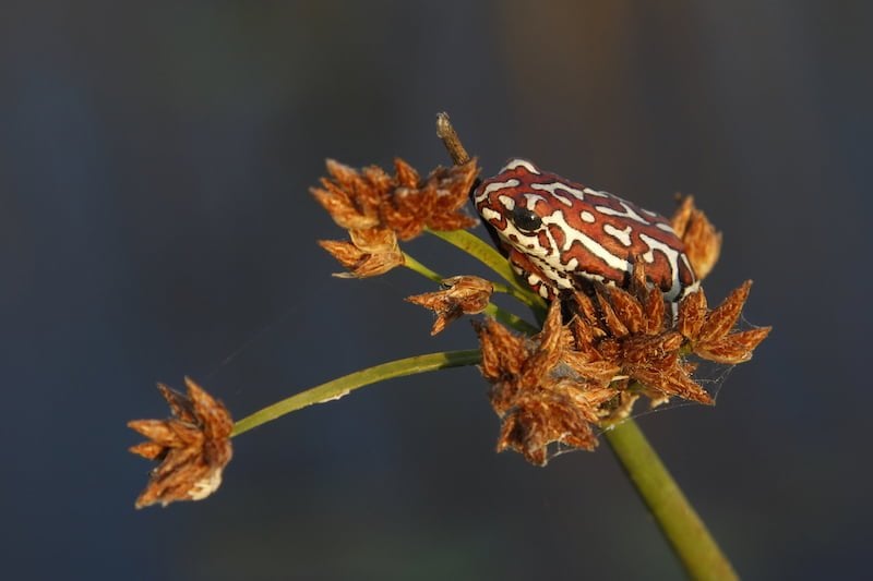 Okavango Delta