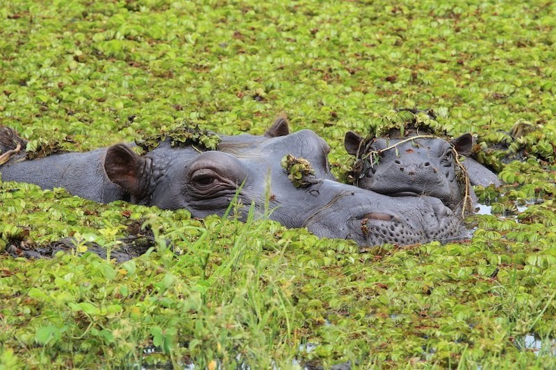 Okavango Delta