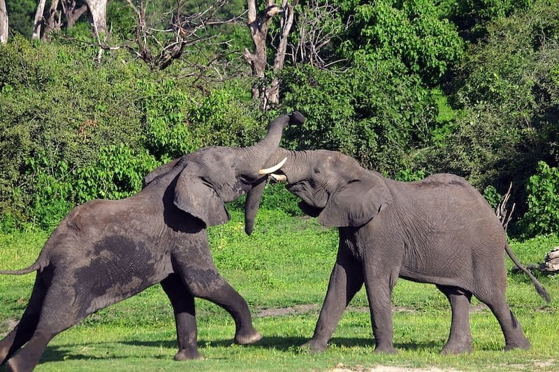 Chobe
