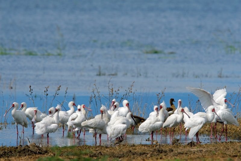 Chobe