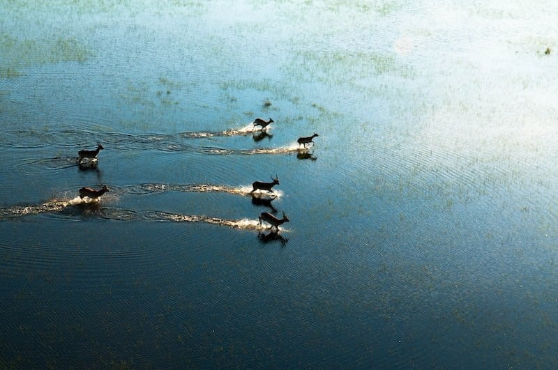 Okavango Delta
